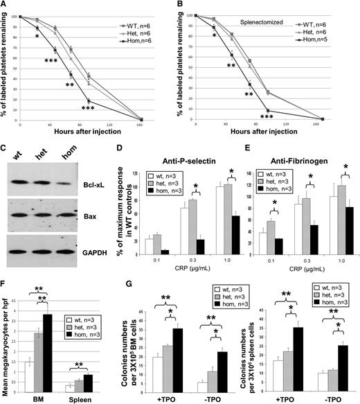 Figure 3. Homozygous JAK2V617F expression is associated with increased megakaryopoiesis but reduced platelet survival. (A) Platelets from JAK2R/R mice have reduced survival compared with WT and JAK2R/+ mice as measured by labeling platelets on day 0 and monitoring the labeled cells remaining over a 7-day time course. (B) Splenectomized JAK2R/R mice also show reduced platelet survival. Asterisks indicate significant differences between JAK2R/R and JAK2R/+ mice at each time point using Student t test (*P < .05; **P < .01; ***P < .001). Data are shown as mean ± SEM. (C) Western blot analysis shows reduced Bcl-xL but not Bax in homozygous platelets. Homozygous platelets show reduced level of P-selectin (D) and fibrinogen binding (E) in response to CRP. The histogram represent % of maximum response in WT controls. (F) JAK2R/R mice have increased numbers of megakaryocytes in BM and spleen compared with JAK2R/+ and WT mice. Megakaryocytes were visualized by histology and counted throughout 10 high-power fields (hpf, ×40 objective) per section. (G) Megakaryocyte colony-forming unit assays showed an increase in megakaryocyte progenitors from 8-week-old JAK2R/R mice in BM (left panel) and spleen (right panel) with and without thrombopoietin (TPO). Asterisks indicate significant differences by Student t test (*P < .05; **P < .01). Data are shown as mean ± SEM.