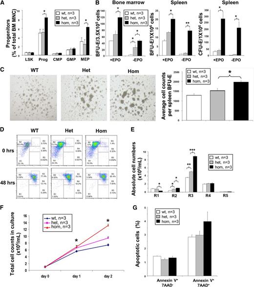 Figure 4. Homozygous JAK2V617F expression increases the number of erythroid progenitors and fetal liver erythroblast cell proliferation, but does not reduce apoptosis. (A) JAK2R/R mice show increased total progenitors, mostly from a significant increase in MEP numbers. Frequencies of stem and progenitor cells in WT, JAK2R/+, and JAK2R/R mice as determined by flow cytometry. (B) JAK2R/R mice show increased erythroid colony formation. BM BFU-E (left panel), spleen BFU-E (middle panel), and spleen CFU-E colony assays (right panel), performed with or without EPO. (C) JAK2R/R mice produce larger spleen BFU-E colonies (left panel), which contain more erythroblasts per colony (right panel). Cell counts per BFU-E were derived by recording colony numbers and total cell number per dish at day 12. (D) Representative flow cytometry plots show Ter119 and CD71 expression before and after 48 hours of in vitro culture of lineage-negative E14.5 fetal liver cells. (E) Increased production of erythroblasts by JAK2R/R lineage-negative fetal liver cells in culture. Cells were analyzed by flow cytometry after 48 hours in culture. The histograms show the number of cells at individual erythroid differentiation stages (R1-R5). (F) Line graph shows the total cell number in culture. Equal numbers of lineage-negative fetal liver cells were plated on day 0 and cell number was counted on days 1 and 2. (G) JAK2V617F expression does not affect fetal liver erythroblast apoptosis. Erythroblasts were analyzed 48 hours after culture of the lineage-negative fetal liver cells by flow cytometry using Annexin-V antibody and 7-AAD on CD71+Ter119+. The histograms show percentages of apoptotic cells in the CD71+Ter119+ erythroblast population. Asterisks indicate significant differences by Student t test (*P < .05; **P < .01; ***P < .001). Data are shown as mean ± SEM.