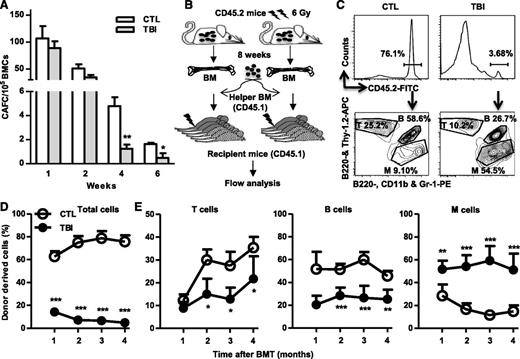 Figure 2. TBI causes sustained reduction of HSC clonogenic activity and long-term repopulating ability. (A) Two months after 6 Gy TBI, total BM cells (BMCs) were harvested from control (CTL) and irradiated (TBI) mice and were analyzed by CAFC assays. The numbers of 1-, 2-, 4-, and 6-week CAFCs were counted and expressed as mean ± SD (n = 3-4 mice per group) of CAFCs per 100 000 BMCs. *P < .05 and **P < .01, TBI vs CTL. (B) Diagram illustrating the competitive repopulating assay. (C) Representative gating strategy for flow cytometric analysis of CD45.2 donor cell engraftment with anti-CD45.2-FITC antibody. B cells were labeled with anti-B220-APC and B220-PE, T cells with anti-Thy1.2-APC, and myeloid (M) cells with anti-CD11b-PE and Gr-1-PE. (D) Percentages of total donor-derived (CD45.2) hematopoietic cells in peripheral blood of the recipients are presented as mean ± SD (CTL: n = 6; TBI: n = 8). ***P < .001, TBI vs CTL. (E) Percentages of T, B, and M cells in donor-derived hematopoietic cells in peripheral blood of the recipients are presented as mean ± SD (CTL: n = 6; TBI: n = 8). *P < .05, **P < .01, and ***P < .001, TBI vs CTL.
