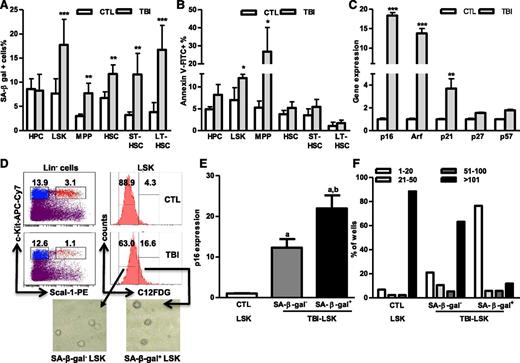 Figure 3. TBI induces senescence but not apoptosis in HSCs. BMCs were harvested from control (CTL) and irradiated (TBI) mice 2 months after 6 Gy TBI as described. (A-B) Percentages of SA-β-gal+ cells (A) and Annexin V–positive apoptotic cells (B) in HPCs, LSK cells, MPPs, HSCs, ST-HSCs, and LT-HSCs are presented as mean ± SD (CTL: n = 4; TBI: n = 6). *P < .05, **P < .01, and ***P < .001, TBI vs CTL. (C) Fold increases in relative gene expression for various CDK inhibitors in sorted HSCs after TBI. Data from 3 independent experiments using sorted HSCs pooled from 3 to 4 mice per group are presented as mean ± SD (n = 3). **P < .01 and ***P < .001, TBI vs CTL. (D) SA-β-gal+ and SA-β-gal– LSK cells were isolated from irradiated mice (TBI) 2 months after 6 Gy TBI by cell sorting according to the intensity of C12FDG staining. Their differential SA-β-gal activities were confirmed by SA-β-gal enzymatic activity assay after isolation as shown in the inserted microscopic images. (E) The expression of p16 in SA-β-gal+ and SA-β-gal– LSK cells and in control unirradiated LSK cells (CTL) was measured with qRT-PCR and expressed as fold increases compared with CTL. Data are presented as mean ± SD (n = 3). a, P < .05 vs CTL-LSK cells; b, P < .05 vs TBI-LSK β-gal– cells. (F) Cumulative production of number of cells from wells with single TBI SA-β-gal+ and SA-β-gal– LSK cells and control (CTL) LSK cells is shown as a representative of 3 separated assays.