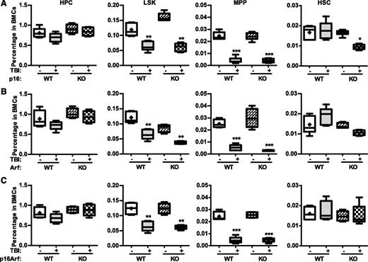 Figure 6. Knockout of p16 and/or Arf has no effect on TBI-induced reduction of MPPs. p16−/− (KO), Arf−/− (KO), p16Arf−/− (KO), and WT mice were exposed to a sublethal dose (6 Gy) of TBI or were sham irradiated as a control. Two months after TBI, BM cells (BMCs) harvested from the 2 hind legs of individual mice were analyzed by flow cytometry for HPCs, LSK cells, MPPs, and HSCs. The frequencies of HPCs, LSK cells, MPPs, and HSCs in BMCs from each mouse strain are presented as mean ± SD (CTL: n = 4; TBI: n = 6). *P < .05, **P < .01, and ***P < .001, TBI vs control unirradiated mice.