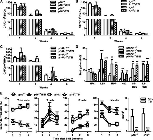 Figure 7. Knockout of p16 and/or Arf has no effect on TBI-induced HSC senescence and long-term injury. (A-C) Two months after 6 Gy TBI, total BM cells (BMCs) were harvested from control and irradiated (TBI) p16−/−, Arf−/−, and p16Arf−/− mice and p16+/+, Arf+/+, and p16Arf+/+ mice for clonogenic function analysis by CAFC assays. The numbers of 1-, 2-, 4-, and 6-week CAFCs were counted and expressed as mean ± SD (n = 3 mice/group) of CAFCs per 100 000 BMCs. *P < .05 and **P < .01, TBI vs CTL. (D) Two months after 6 Gy TBI, total BM cells (BMCs) were harvested from control and irradiated (TBI) p16Arf−/− and p16Arf+/+ mice for analyses of SA-β-gal activity in various populations of BM hematopoietic cells using C12FDG as a substrate. Percentages of SA-β-gal–positive cells in HPCs, LSK cells, MPPs, HSCs, ST-HSCs, and LT-HSCs are presented as mean ± SD (CTL: n = 3 and TBI: n = 4). **P < .01 and ***P < .001, TBI vs CTL. (E) Two months after 6 Gy TBI, total BM cells (BMCs) were harvested from control and irradiated (TBI) p16−/− and p16+/+ mice for analysis of HSC long-term repopulating ability by CRA as described in Figure 2B. Percentages of total donor-derived (CD45.2) hematopoietic cells in peripheral blood of the recipients and percentages of T cells, B cells, and myeloid (M) cells in donor-derived hematopoietic cells in the peripheral blood of recipients are presented as mean ± SD (n = 9-10 recipients from 2 independent experiments). ***P < .001, TBI vs CTL. (F) Repopulating units (RU) calculated according to the engraftment data presented in (E) are presented as mean ± SD. ***P < .001, TBI vs CTL.