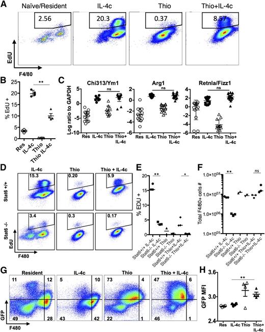 Figure 1. IL-4c and Thio+IL-4c induces alternatively activated macrophages with distinct phenotypes. Mice were untreated (naïve/resident) or injected i.p. with IL-4c alone (IL-4c) or thioglycollate alone (Thio) or Thio and IL-4c (Thio+IL-4c) on day 0 and then with IL-4c again (for IL-4c and Thio+IL-4c) on day 2, and PEC was analyzed on day 4. (A) Representative FACS plots shows EdU incorporation by peritoneal macrophages after treatment. EdU was injected 3 hours before analysis. (B) Quantification of EdU incorporation in macrophages. Results are representative of 3 independent experiments. (C) RNA of peritoneal macrophages was isolated for RT-PCR analysis for expression of Chi3l3, Arg1, Retnla, and Raldh2 and normalized to expression of GAPDH. Graphs depict mean ± standard error of the mean of individual mice pooled from 5 to 6 independent experiments. (D) EdU incorporation by peritoneal macrophages after injection of wild-type Stat6+/+ mice or Stat6−/− mice with IL-4c alone, Thio, or Thio+IL-4c. (E) Quantification of EdU incorporation in macrophages. (F) Total number of F4/80+ macrophages recovered. Results shown are representative of 2 separate experiments. (G) Representative FACS plots gated on CD11b+ cells for CX3CR1GFP/+ reporter mice treated as above. (H) The median fluorescent intensity (MFI) of GFP, gated on CD11b+ cells from the peritoneal cavity of individual mice. Data are representative of 3 independent experiments. *P < .05 and **P < .01 as determined by ANOVA.