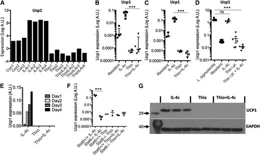 Figure 7. Ucp1 is a unique marker for tissue resident macrophage-derived AAMs. (A) Microarray data for Ucp1 from AAMs. (B) Real-time PCR measurement of Ucp1 expression (relative to GAPDH) in peritoneal macrophages isolated by adherence. (C) RT-PCR measurement of Ucp1 expression in FACS sorted (CD11b+F4/80+) macrophages. (D) RT-PCR measurement of Ucp1 expression in pleural cavity macrophages on day 12 after L sigmodontis infection. (E) Time course analysis of Ucp1 expression after injection with IL-4c. (F) RT-PCR analysis of Ucp1 expression in peritoneal macrophages of treated Stat6-deficient animals. (G) Western blot analysis of Ucp1 protein from total peritoneal cells of individual mice treated with Thio, Thio+IL-4c, and IL-4c, with GAPDH as a loading control.