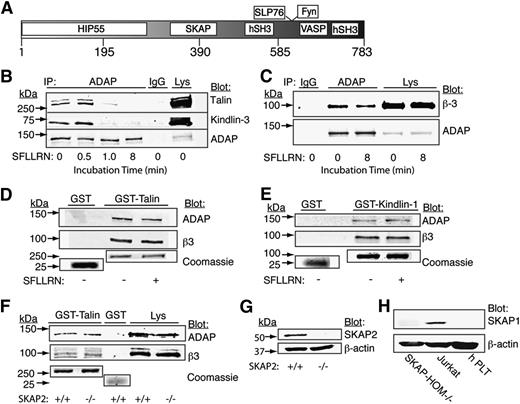 Figure 1. Biochemical detection of ADAP in complex with talin, kindlin-3, and β3 in human and mouse platelets. (A) Shown is a primary sequence schematic of ADAP, illustrating regions known to be necessary for interaction with the indicated binding partners. (B-E) Washed human platelets were stimulated for the indicated times (or for 8 minutes if not indicated) with an activation peptide for human PAR1 (SFLLRN). Platelets were lysed with NP40 buffer containing protease inhibitors and used for immunoprecipitation (IP) (B-C) or pull-down assays (D-E), followed by Western blotting using the indicated antibodies. Unstimulated platelet lysate is shown as a positive control. For pull-down assays, lysates from human (D-E) or unstimulated SKAP2+/+ and SKAP2−/− murine (F) platelets were incubated with purified GST, GST-talin (D,F), or GST-kindlin-1 (E). Coomassie staining of 10% loading samples from the same gel indicated similar GST-fusion protein loading, (G) blotting of the murine platelet lysate with an antibody to SKAP2 confirmed the genotypes, and (H) blotting with an antibody recognizing human and mouse SKAP1 that confirmed SKAP1 expression in Jurkat cells, but not in human or SKAP2−/− platelets. Results are representative of at least 3 experiments.