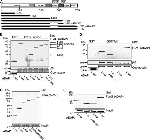 Figure 3. GST-talin and GST-kindlin-1 pull-downs of ADAP and its truncation mutants. (A) Schematic map of ADAP truncation mutants. (B-E) CHO cells expressing PAR1, talin, and αIIbβ3 were transfected with the indicated FLAG-tagged ADAP (FLAG-ADAP) mutant constructs and harvested after 48 hours, and lysates were subjected to pull-down assays. (B) GST-kindlin-1 and GST pull-downs were probed for FLAG (ADAP). Gels were stained with Coomassie to assess loading, and blots were reprobed for β3 as a positive control. (C) Western blot of lysates from transfected cells in (B) showing truncated FLAG-ADAP protein expression. (D) Western blot of GST-talin and GST pull-downs probed for FLAG (ADAP). (E) Western blot of lysates from transfected cells in (D) showing FLAG-ADAP protein expression. Results are representative of at least 4 experiments. See the text for interpretations.