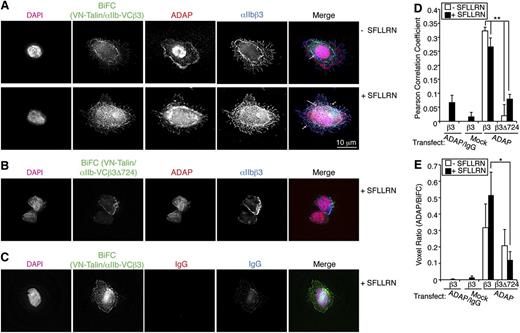 Figure 4. ADAP associates with talin-αIIb/β3 complexes in nonhematopoietic (CHO) cells. (A-B) Chimeric proteins VN-talin and αIIb-VC26 that yield BiFC signals in the 488 channel (green) when the proteins are close were inducibly expressed in conjunction with wild-type β3 (VN-talin/αIIb-VC β3) (A) or the truncated β3Δ724 (VN-talin/αIIb-VC β3Δ724) (B) lacking talin-binding sites. After transient transfection of ADAP, harvested cells were plated on fibrinogen without (top) or with (bottom) SFLLRN stimulation, processed as in Figure 2, and stained with antibodies against ADAP (red) and αIIbβ3 (blue) and with Hoechst (magenta) for nuclei. Arrows indicate co-localization of ADAP and BiFC signals to regions of αIIbβ3 staining at the cell periphery and in focal adhesion structures (arrows). Little BiFC signal was observed in VN-talin/αIIb-VC β3Δ724 cells (B). Neither ADAP nor αIIbβ3 staining was observed when control IgGs were used as secondary reagents (C). Results are representative of 3 experiments. (D-E) Quantification of co-localization of ADAP with BiFC signal. (D) Average Pearson correlation coefficient. (E) Quantification of the voxel ratio, an index of the relative fluorescence (eg, red/green) in a unit voxel (n = 4; *P < .05, **P < .01). Results in (D) and (E) represent means ± SEM.