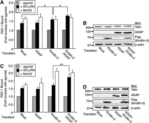 Figure 5. ADAP enables kindlin-3 enhancement of αIIbβ3 activation in nonhematopoietic (CHO) cells. CHO cells expressing PAR1, talin, and αIIbβ3 were transiently transfected with mock DNA, ADAP, and/or kindlin-2 (A-B) or kindlin-3 (C-D) along with green fluorescent protein as a transfection marker. Harvested cells were unstimulated or stimulated with 50 μM SFLLRN or 1 mM MnCl2, and specific binding of PAC-1 to green fluorescent protein positive cells, normalized to αIIbβ3 expression, was determined using flow cytometry. (A) Effect of kindlin-2 and ADAP expression on PAC-1 binding (*P < .05). (B) Western blot of lysate from cells in (A) showing expression levels of transfected proteins. (C) Effect of kindlin-3 and ADAP expression on PAC-1 binding (**P < .01). (D) Western blot of lysate from cells in (C) showing expression levels of transfected proteins. Results in (A) and (C) represent the mean ± SEM of 5 experiments.