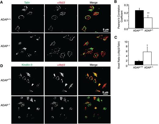 Figure 6. αIIbβ3 co-localization with talin and kindlin-3 in ADAP+/+ and ADAP−/− mouse platelets. ADAP+/+ and ADAP−/− mouse platelets stimulated with AYPGKF and processed as in Figure 2 were stained for αIIbβ3 and talin (A-C) or αIIbβ3 and kindlin-3 (D), detected by Alexa-conjugated anti-mouse and anti-rabbit secondary antibodies, respectively. Eight 0.1-μm confocal optical slices were imaged starting at the coverslip and a reconstructed 3-dimensional opacity image was obtained using Volocity software. No signal was seen when IgG control primary antibodies were used. (B-C) Quantification of αIIbβ3 and talin co-localization. (B) Average Pearson correlation coefficient. (C) Quantification of the red/green voxel ratio (n = 8; *P < .05, **P < .02). Results in (B) and (C) represent means ± SEM.