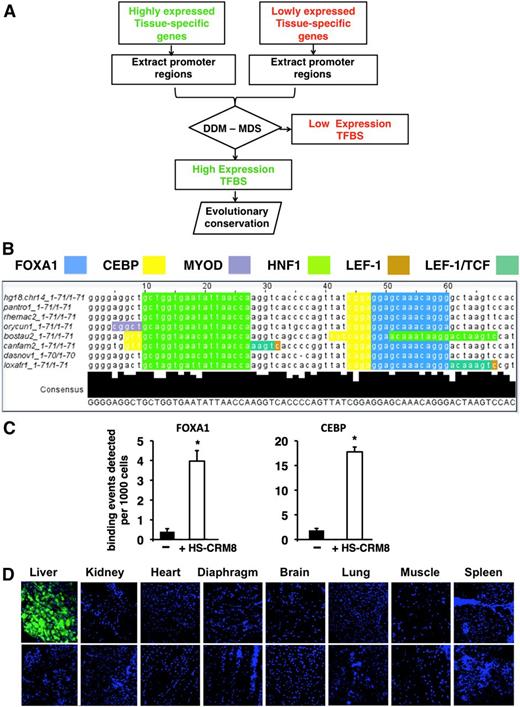 Figure 1. Computational approach to identifying tissue-specific CRM. (A) The algorithm is based on the following steps: (1) identification of tissue-specific genes that are highly or lowly expressed based on statistical analysis of microarray expression data of normal human tissues; (2) extraction of the corresponding promoter sequences from publicly available databases; (3) mapping transcription factor binding sites (TFBSs) to these promoters by using the TRANSFAC database and identification of the tissue-specific CRM using a differential distance matrix (DDM)/multidimensional scaling (MDS) approach5; and (4) searching the genomic context of the highly expressed genes for evolutionary conserved CRM. (B) Evolutionary conservation, nucleotide sequence, and TFBSs located within the 71-bp HS-CRM8 element from human SERPINA1 identified by the aforementioned algorithm. The TFBSs include binding sites for FOXA1 (blue), CEBP (yellow), HNF1 (light green), MyoD (purple), LEF-1 (dark green), and LEF-1/TCF (brown). Some of these TFBSs are partially overlapping. (C) Chromatin immunoprecipitation assay confirming the binding of FOXA1 and CEBP on HS-CRM8. Antibodies specific to FOXA1 and CEBP and polymerase chain reaction (PCR) primers specific for the corresponding TFBS were used. In particular, PCR primers were designed to amplify a region within the vector corresponding to HS-CRM8 (that binds FOXA1 and CEBP), an untranscribed region on chromosome 6 was used as negative control (–). Binding events per 103 cells (mean + standard deviation) were determined for each of the corresponding primer pairs. Significant differences compared with the negative control were indicated (Student t test, *P ≤ .05). (D) Confocal microscopy of different organs of mice injected with AAV9-HS-CRM8-TTR-GFP (5 × 1011 vg/mouse; n = 4) with 4′,6 diamidino-2-phenylindole nuclear staining (top panels). A representative confocal scan is shown. Noninjected mice were used as controls (bottom panels). Pictures were taken at ×20 magnification.