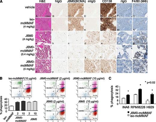 Figure 7. J6M0-mcMMAF promotes phagocytosis of MM cells by macrophages. (A) Long bone tissue sections from vehicle (A-G), iso-mcMMAF (4 mg/kg) (H-N), J6M0 (4 mg/kg) (a-g), J6M0-mcMMAF (0.4 mg/kg) (h-n), and J6M0-mcMMAF (4 mg/kg) (o-u) treated animals stained by H&E (A,H,a,h,o) and by IHC with human IgG (hIgG: B,I,b,i,p), J6M0 (C,J,c,j,q for BCMA), murine IgG (mIgG: D,K,d,k,r), murine anti-human CD138 antibody (E,L,e,l,s), rat IgG, and hematoxylin counterstain (rIgG: F,M,f,m,t), or F4/80 and hematoxylin counterstain (G,N,g,n,u for MΦ). Scale bar = 100 µm. ADCP at 4 hours was determined by flow cytometry using PKH67-labeled MM cells (B, MM1S; C, INA6, RPMI8226, H929) as targets and monocyte-derived macrophages as effector cells at an E:T ratio of 4:1. Experiments were done in triplicates. Percent phagocytosis was measured as the number of dual-positive (PKH67+CD11b+) cells divided by the total number of PKH67+ cells. Data shown are mean ± standard deviation from 2 independent experiments. *P < .02.