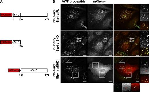 Figure 1. Targeting of Slp4-a to WPBs depends on its Slp homology domain. (A) Cartoon overview of mCherry-tagged Slp4-a truncation variants, indicating the boundaries of the SHD domain. (B) Immunocytochemical analysis of intracellular localization of Slp4-a variants. HUVECs were transfected with mCherry-tagged constructs and fixed with paraformaldehyde 24 hours posttransfection. WPBs were visualized by immunostaining for VWF propeptide (green). Magnifications of boxed regions are shown on the right and the bottom. Arrowheads point to WPBs devoid of mCherry-Slp4-a-ΔSHD. Bars represent 10 μm.