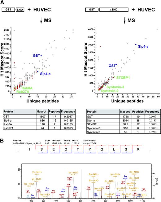 Figure 3. Proteomic identification of Slp4-a interactors by pull-down of GST-tagged Slp4-a truncation variants. (A) Slp4-a interactors were pulled down from HUVEC lysates by incubation with purified GST-Slp4-a-SHD (left) or GST-Slp4-a-ΔSHD (right) coupled to Glutathione-Sepharose. Eluted proteins were separated by SDS-PAGE and analyzed by mass spectrometry using the criteria described in the “Materials and methods” section. Mascot score of putative interactors (GST-Slp4-a-SHD: 429 identifications; GST-Slp4-a-ΔSHD: 324 identifications) was plotted vs number of unique peptides identified. Colored symbols indicate putative interactors that have a ProHits frequency ≤0.0278. Blue symbols represent bait (GST and Slp4-a), green symbols represent interactors shown in the table (bottom) that summarizes the Mascot score, number of unique peptides identified, and the ProHits frequency. (B) Annotated spectrum of the ISEQTYQLSR peptide corresponding to residues 288-297 of STXBP1.