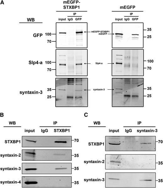 Figure 4. Interaction of STXBP1 with SNARE proteins in endothelial cells. (A) Lysates of endothelial cells lentivirally transduced with mEGFP-STXBP1 or mEGFP were incubated with magnetic beads covalently coupled with sheep anti-GFP IgG or an equivalent amount of naive sheep IgG. Lysates (input) and coimmunoprecipitates (IP) were separated by SDS-PAGE and probed with rabbit anti-Slp4-a, anti-syntaxin-3, or mouse anti-GFP followed by incubation with IR dye–labeled donkey anti-rabbit or anti-mouse IgG. Slp4 a and syntaxin-3 bound mEGFP-STXBP1 but not mEGFP. (B,C) Endothelial lysates were incubated with magnetic beads covalently coupled with mouse anti-STXBP1 IgG or an equivalent amount of naive mouse IgG (B) or with rabbit anti-syntaxin-3 IgG or an equivalent amount of naive rabbit IgG (C). Lysates (input) and co- IP were separated by SDS-PAGE and probed with rabbit anti-STXBP1, anti-syntaxin-2, anti-syntaxin-3, or mouse anti-syntaxin-4 followed by incubation with IR dye–labeled donkey anti-rabbit or anti-mouse IgG. Syntaxin-2 and syntaxin-3 but not syntaxin-4 coimmunoprecipitated with STXBP1 (B). Immunoprecipitation of syntaxin-3 coprecipitated STXBP1 but not syntaxin-2 (C).