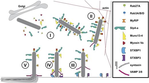 Figure 7. Cartoon model of regulation of WPB exocytosis. (I) Newly formed WPBs recruit Rab proteins (Rab27A and Rab3A/B/D) and their effectors Slp4-a, Munc13-4, and MyRIP/Myosin Va.22,23,25,27-29 (II) WPBs are anchored to the actin cytoskeleton via Myosin Va and MyRIP.27,28 (III) STXBP1 links WPBs to the SNAREs (syntaxin-2/3) via Slp4-a and Rab27A, whereas STXBP3 (Munc18c) associates with syntaxin-4.46 (IV) SNARE complex assembly of syntaxins with WPB-associated VAMP 3/8,59 potentially facilitated by Munc13-4.25 Fusion of WPB and plasma membrane and dispersal of WPB cargo into vascular lumen.