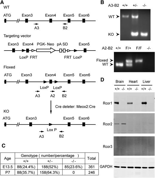 Figure 1. Targeted disruption of murine Rcor1 results in embryonic lethality. (A) Gene targeting strategy for the Rcor1 locus: schematic representation of the wild-type (WT) Rcor1+ allele, targeting vector, Rcor1flox allele (Floxed), and mutant Rcor1– allele (KO). Rcor1flox/+ mice were crossed with Meox2-Cre and subsequently outcrossed to obtain Rcor1+/− mice. Arrows indicate positions of the A3, A2, and B2 genotyping primers. (B) Top panel: PCR analysis with primers A3 and B2 to resolve WT and mutant Rcor1 alleles (KO) in E13.5 embryos. Bottom panel: PCR analysis with primers A2 and B2 to resolve WT and floxed (F) Rcor1 allele in E13.5 embryos. (C) Genotypes resulting from Rcor1 heterozygote matings. (D) Western blot analysis showing the expression levels of Rcor1, -2, and -3 proteins in different tissues of E13.5 WT and KO embryos. FRT, flippase recognition target sites; GAPDH, loading control; pA, polyadenylation site; PGK-Neo, neomycin resistance cassette; SD, splice donor.
