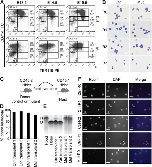 Figure 3. Erythropoietic differentiation in Rcor1 knockout mice is blocked at the transition from proerythroblast to basophilic erythroblast. (A) Flow cytometry profiles of fetal liver cells stained with CD71 and TER119. R0-R5: Gates of different erythroblast populations according to their expression levels of CD71 and TER119. R0 contains mixed populations of hematopoietic stem cell (HSC) and early progenitors, such as CMP, GMP, and MEP; R1 consists of mostly immature RBC progenitors, including BFU-E and CFU-E; R2 comprises mainly proerythroblasts and early basophilic erythroblasts; R3 contains early and late basophilic erythroblasts; R4 is composed of chromatophilic and orthochromatophilic erythroblasts; and R5 contains late orthochromatophilic erythroblasts and reticulocytes. Note that the transition from R2 to R3 is arrested in the mutant fetal liver. (B) May-Grunwald Giemsa staining showing similar morphology of FACS-sorted mutant and control E14.5 fetal liver cells. Scale bar: 20 μm. (C) Schematic diagram showing transplant of fetal liver cells that express CD45.2 and β-globin haplotype Hbbs (donor) into irradiated mice double congenic for CD45.1 and β-globin haplotype Hbbd (host). (D) Donor cell contribution to circulating leukocytes of adult WT mice transplanted with 2 million E13.5 mutant or control fetal liver cells. (E) Hemoglobin electrophoresis analysis indicates that mutant fetal liver cells cannot generate RBCs after transplantation into WT adult mice. (F) Immunostaining for Rcor1 protein in FACS-sorted E14.5 fetal liver cells. Mutant R0 cells serve as a negative control (NC). Nuclei labeled with 4′,6 diamidino-2-phenylindole (DAPI). Scale bar: 20 μm. Images in this figure were acquired with a Zeiss Axiovert S-100, a Zeiss plan-neofluar ×63/1.25 oil lens, and an AxioCam HRc camera. D, donor; H, host.