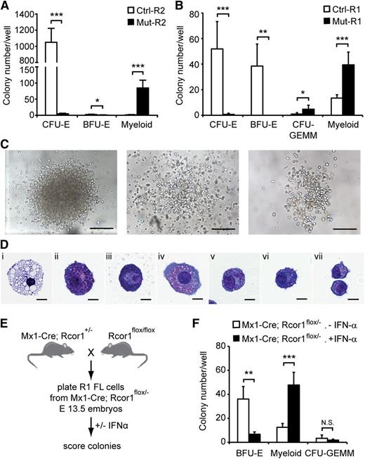 Figure 4. In vitro colony-forming assays reveal a cell-autonomous defect in erythropoiesis and enhanced myeloid potential in Rcor1-deficient erythropoietic progenitors. (A-B) Numbers of colonies generated from (A) FACS-sorted R2 fetal liver cells or (B) R1 fetal liver cells in methylcellulose culture. Results from 4 experiments for R2 and 5 experiments for R1 are shown (mean ± SD). Equal numbers of control and mutant cells were plated in each experiment. (C) Representative myeloid colonies generated from methylcellulose cultures of mutant R2 cells. Scale bar: 200 μm. (D) Representative cells from cytospin preparations of mutant myeloid colonies stained with May-Grunwald Giemsa. (i) Macrophage, (ii-iii) mast cells, and (iv-vii) granulocytes. Scale bar: 10 μm. (E) Schematic diagram for generating inducible Rcor1 deletions in R1 fetal liver (FL) cells. (F) Numbers of colonies generated from FACS-sorted R1 Mx1-Cre; Rcor1flox/– fetal liver cells cultured in methylcellulose with or without IFN-α. Results from 6 experiments are shown (mean ± SD). All images were acquired by using a Zeiss Axiovert S-100 and AxioCam HRc cameras. A Zeiss Fluar ×10/0.5 objective was used for the images in (C) and a Zeiss plan-neofluar ×100/1.30 oil objective was used for the images in (D). *P < .05; **P < .01; ***P < .001. Myeloid colonies, colonies containing mast cells, granulocytes, and/or macrophages; N.S., nonsignificant.