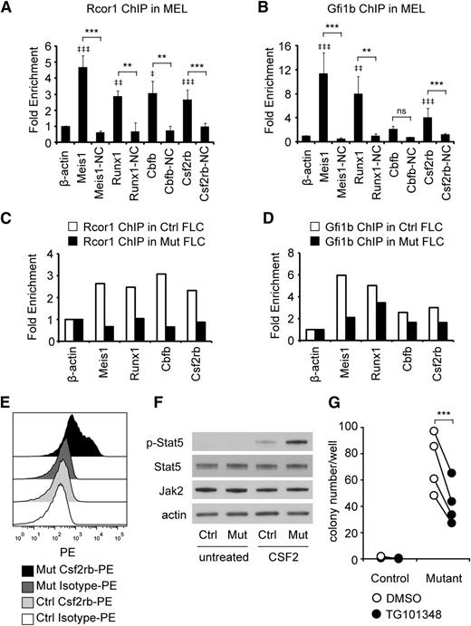 Figure 6. Rcor1 mutants exhibit a hypersensitive CSF2 signaling pathway. (A-B) Rcor1 and Gfi1b occupy the promoters of indicated target genes measured by (A) Rcor1 ChIP and (B) Gfi1b ChIP analysis in the MEL cell line. Binding is represented as fold enrichment relative to a negative region from the β-actin gene intron. For each gene, a site 2 to 8 kb away from the positive binding site served as the internal NC. Results from 3 experiments are shown (mean ± SD). ‡ indicates comparisons to β -actin: ‡P < .05; ‡‡P < .01; ‡‡‡P < .001. *Indicates comparison with internal NC: *P < .05; **P < .01; ***P < .001. (C) Rcor1 ChIP and (D) Gfi1b ChIP analysis in primary control R2 fetal liver cells (FLCs) and mutant total FLCs. Binding is represented as fold enrichment relative to a negative region from the β-actin gene intron. The mean of 2 independent experiments is shown. (E) Representative flow cytometry analysis of Csf2rb expression level in E13.5 control fetal liver (n = 10) and mutant fetal liver (n = 5). PE-conjugated anti-Csf2rb or PE-conjugated immunoglobulin G1 (isotype control) were used. (F) Western blot analysis showing that purified TER119– mutant cells have higher levels of p-Stat5, but similar levels of total Stat5 and Jak2 protein, following treatment with CSF2. This experiment was repeated once more with the same result. (G) Colony-forming assay results showing that the Jak2 inhibitor TG101348 reduces CFU-GM colonies generated from mutant fetal liver R2 cells. Results from 4 independent control or mutant fetal livers treated with TG101348 or dimethylsulfoxide (DMSO) are shown (mean ± SD). ***P < .001.