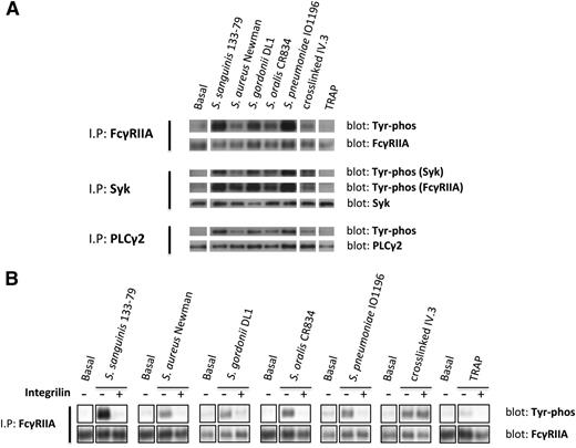 Figure 3. Bacteria induce tyrosine phosphorylation of FcγRIIA that is dependent on αIIbβ3 activation. (A) Tyr phosphorylation of FcγRIIA and downstream mediators during bacteria-induced platelet aggregation in plasma. Cell lysates were collected at time of full aggregation; IPs were performed for FcγRIIA, Syk, and PLCγ2. As previously described,37 FcγRIIA coprecipitated during Syk IP and, therefore, phosphorylated Syk and FcγRIIA were detected in the same gel. (B) Effect of αIIbβ3 inhibitor Integrilin on FcγRIIA phosphorylation during bacteria-induced platelet activation. Aggregation reactions were performed in plasma in the presence or absence of Integrilin (9 μM); cell lysates were collected at time of full aggregation, or equivalent times in the case of Integrilin-treated samples where aggregation was inhibited. IPs for FcγRIIA were performed; tyrosine phosphorylation was detected by western blot. Representative results of 3 independent experiments are shown.