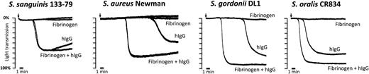 Figure 5. hIgGs reconstitute aggregation to bacteria in washed platelets. Aggregation reactions to S sanguinis 133-79, S aureus Newman, S gordonii DL1, and S oralis CR834 were performed in washed platelets in the presence or absence of fibrinogen (1 mg/mL) and hIgGs (0.1 mg/mL). For S aureus Newman, IgG-depleted fibrinogen was used as previously published.40 One representative reaction of 3 independent experiments per strain is shown.