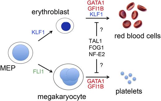 Figure 1. TFs that drive erythromegakaryopoiesis. RBCs and MEGs derive from the bipotential MEP. KLF1 and FLI1 regulate lineage determination of the MEP and subsequent erythroid or MEG maturation, respectively. GATA1, TAL1, FOG1, NF-E2, and GFI1B regulate the maturation of both lineages. Germ-line mutations in KLF1 (shown in blue) cause isolated congenital anemia, whereas mutations in the TFs indicated in red affect RBCs and MEGs. Candidate TFs for which no germ-line human mutations have yet been discovered to be associated with anemia or thrombocytopenia are shown in black. Deficiency of FLI1 (shown in green) is associated with thrombocytopenia, but not anemia in Paris-Trousseau syndrome.112