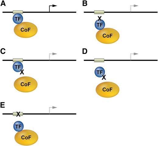 Figure 2. Mutations affecting transcription factor function. (A) TFs and bound cofactors (Cofs) regulate gene expression by binding cognate cis elements within DNA regulatory regions including promoters or enhancers (gray box). The arrow indicates gene transcription. (B) Mutations in the TF DNA binding domain inhibit TF interactions with some or all cis elements. The dashed lines indicate altered transcription. (C) TF mutations that inhibit Cof binding alter gene expression at some or all target genes. (D) Some Cof interactions are required for in vivo DNA occupancy by TFs. Thus, TF mutations outside of the DNA binding domain can inhibit gene occupancy. (E) Mutations in DNA cis elements can impair TF occupancy at a single site within one gene, thereby altering its transcription.