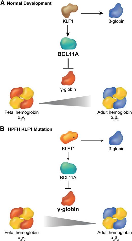 Figure 4. Interplay between KLF1 and BCL11a in the regulation of hemoglobin switching. (A) During normal development, KLF1 activates transcription of the BCL11A gene, which in turn represses γ globin expression promoting the switch from fetal (α2γ2) to adult (α2β2) hemoglobin. Simultaneously, high levels of KLF1 activate β-globin gene expression. (B) In some cases of HPFH, haplo-insufficiency of KLF1 (KLF1*) is associated with reduced BCL11A expression, which allows for persistence of fetal hemoglobin. Simultaneously, reduced KLF1 fails to activate β-globin expression.