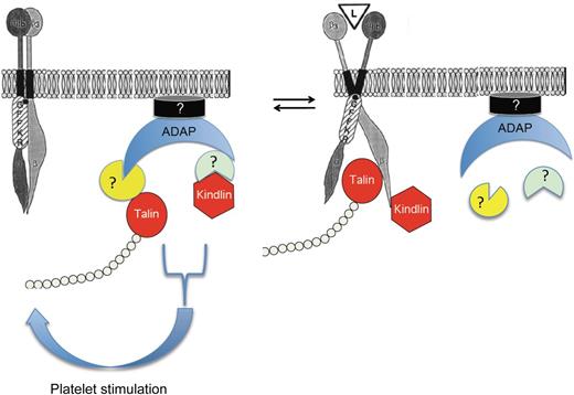 Talin and kindlin bind to ADAP in resting platelets and are transferred to the β3 cytoplasmic tail after platelet stimulation. Whether intermediary proteins are involved in the associations of ADAP with the platelet membrane and with talin and kindlin is not clear. L, αIIbβ3 ligand; GFFKR, conserved membrane proximal region of the αIIb cytoplasmic tail that helps to maintain inactive αIIbβ3. Adapted with permission from Figure 8 in O'Toole et al.11 © 1994 Rockefeller University Press. Originally published in Journal of Cell Biology. 124:1047-1059. doi:10.1083jcb.124.6.1047.