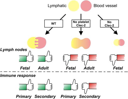 Megakaryocyte/platelet CLEC-2 expression is required for a fully functional lymphatic system, according to a new study by Bénézech and colleagues.1 The thumbs-up symbol indicates like wild-type (WT); thumbs down indicates abnormal lymph node development and blood-lymph mixing and/or immune impairment. (A more detailed model is depicted in supplemental Figure 5 of the article by Bénézech et al,1 available on the Blood Web site.)