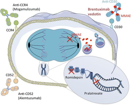 Mechanisms of action of new drugs in PTCL. Two naked antibodies targeting the CD52 and CCR4 molecules (alemtuzumab and mogamulizumab, respectively) have shown interesting potency in PTCL by mediating antibody-dependent cell-mediated and complement-dependent cytotoxicity. Romidepsin is an HDAC, which is able, among other mechanisms, to restore expression of proapoptotic genes. Pralatrexate is a dihydrofolate reductase inhibitor that impedes DNA synthesis. BV is an ADC combining an anti-CD30 monoclonal antibody attached by a protease-cleavable linker to a cytotoxic agent, the MMAE. MMAE is released upon internalization by CD30-expressing cells and disrupts microtubule polymerization. HDAC, histone deacetylase inhibitor.