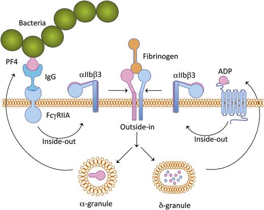 Schematic representation of platelet activation cascade induced by bacteria. Bacteria-bound PF4 is recognized by plasma IgG and this complex binds to platelet FcγRIIA receptor, thereby inducing a mild inside-out signaling leading to integrin αIIbβ3 activation. Fibrinogen binding to the activated αIIbβ3 results in granular secretion. ADP secreted from δ-granules provides positive feedback. PF4 secreted from α-granules potentiates further binding of additional bacteria.