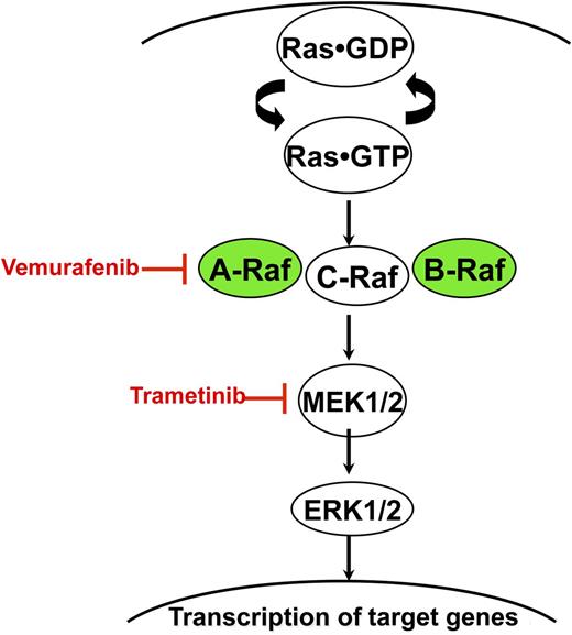 Ras accumulates in the active GTP-bound conformation in response to growth factor stimulation and other extracellular stimuli. Normal Raf proteins bind to Ras-GTP and signal as homo- and heterodimers. BRAF and ARAF mutations found in LCH and other cancers exhibit constitutive kinase activation, which results in the sequential activation of MEK and ERK. Vemurafenib and trametinib are potent and selective inhibitors of Raf and MEK, respectively.