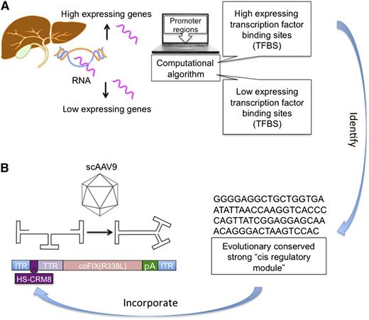 Schematic of the computational approach for identifying an HS-CRM8. (A) Overview of steps involved in HS-CRM8 identification. Human liver tissue was used to identify genes that are specifically highly or lowly expressed by using microarrays. Next, the respective promoters for the highly and lowly expressed genes were extracted from existing databases. Transcription factor binding sites (TFBSs) were then annotated by using the TRANSFAC database and were subjected to a computational algorithm to identify HS-CRM8, which was further refined by analysis of evolutionary conservation. (B) Schematic of the best performing scAAV9 vector used in the study with a codon-optimized human factor IX Padua mutant (cohFIX R338L) expressed from the HS-CRM8 and a minimal transthyretin (TTR) promoter.