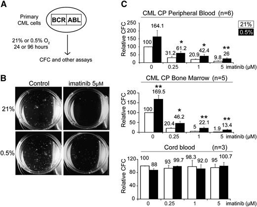 Figure 1. Hypoxia enhances the colony forming capacity of committed CML progenitors. (A) Schematic illustrating the experimental procedure used to assay the effect of hypoxia and imatinib on progenitor cells. CML progenitors were exposed to imatinib with or without hypoxia in serum-free media supplemented with growth factors for 96 hours. Cells were then harvested, washed, and assayed for CFCs, LTC-ICs, engraftment potential, and other assays, as described in the text. (B) Representative images taken at 14 days of a colony-forming assay, after a 96-hour treatment period. (C) CML (n = 6 and 5) cells obtained from peripheral blood or BM and normal cord blood cells (n = 3) (unselected or CD34+ selected) were treated under 21% or 0.5% O2 for 96 hours. The cells were washed and plated in drug-free methylcellulose for 2 weeks. The numbers of CFCs are expressed as percentages of the untreated group (0 µM imatinib) incubated at 21% O2 and are indicated on the top of each column. For experiments performed with CP CD34+ cells, the CFC frequency per 1000 CD34+ cells is 185.5 ± 29.9 (supplemental Table 1). Error bars show standard of the mean. *P < .05 and **P < .01 denote Student t test statistical significance over 21% O2 without imatinib controls.