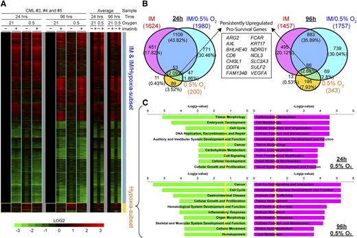 Figure 5. The hypoxia-driven transcriptional response in CML progenitor cells is distinct from that elicited by imatinib. (A) Microarray heat maps show changes in gene expression for CP-CD34+ progenitors from 3 individuals (triplicate columns) after imatinib (+) or DMSO (−) control treatments in 0.5% or 21% O2 for 24 or 96 hours. Color scale shows fold-change upregulation (red) or downregulation (green) of gene expression for each sample compared with their individual untreated controls (DMSO, 21% O2) on a Log2 scale. The overall changes in gene expression for each treatment are shown as averages for all 3 patients (single columns). Yellow boxes demarcate target genes specifically induced by hypoxia, whereas blue boxes show similar transcriptional response for imatinib treatments with or without hypoxia. (B) Proportional Venn diagrams show unique and coregulated target genes induced by imatinib and/or hypoxia treatments after 24 or 96 hours. The number of differentially expressed genes is stated for each condition, and the corresponding percentage of the total number of genes for each time is denoted in parentheses. The box shows 14 survival genes consistently upregulated by hypoxia with and without imatinib at 24 and 96 hours. (C) Ingenuity Pathway Analysis of the upregulated (red) and downregulated (green) hypoxia subset target genes at 24 and 96 hours, respectively, showing the top 10 most significantly affected biological functions for each condition. Yellow lines indicate threshold cutoff of P < .05 for Fisher's exact test.
