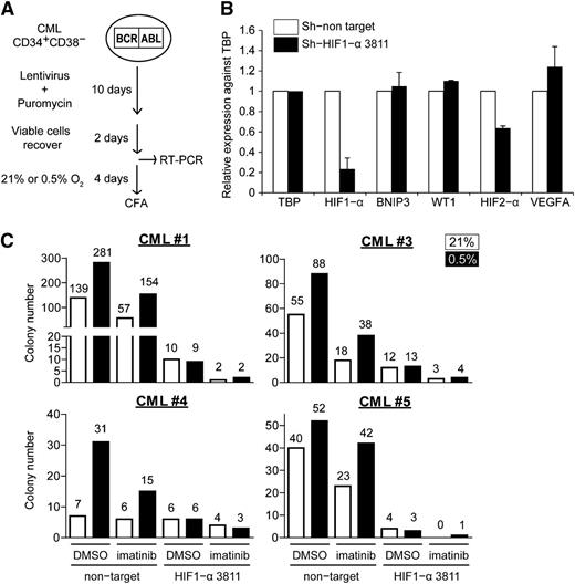 Figure 6. Knockdown of HIF1-α reduces clonogenicity of CML progenitors. (A) Schematic showing the procedure for lentiviral transduction of HIF1-α shRNA vectors. (B) Relative expression of HIF1-α, BNIP3, WT1, HIF2-α, and VEGFA normalized against the housekeeping gene TBP in lentiviral-transduced cells (n = 2). (C) Lentiviral-transduced cells were treated with 21% or 0.5% oxygen, with or without 1 µM imatinib for 96 hours and plated for colony formation. The number of colonies was normalized against the number of cells plated on methylcellulose (1400, 7333, 2100, and 1400 puromycin-selected cells for CML#1, CML#3, CML#4, and CML#5, respectively). The data show the results of 4 independent samples. Colony numbers are indicated on the top of each column.