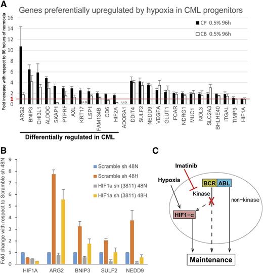 Figure 7. Prosurvival genes are differentially upregulated in CML cells vs normal cord blood cells. (A) CP CML and cord blood (CB) CD34+ progenitors (n = 3 each) were treated under normoxia or hypoxia for 96 hours and the RNA harvested for real-time polymerase chain reaction analysis by Fluidigm array. Results show the fold increase by hypoxia with respect to that of normoxia. The red line indicates the cutoff for genes with no hypoxic upregulation. Expression was normalized to that of TBP. Error bars represent standard of the mean. U.D., undetectable. (B) K562 cells were transduced with scrambled shRNA control or HIF1-α shRNA (n = 3). Cells were treated under normoxia or hypoxia for 48 hours, and the RNA were harvested for RT-PCR analysis by Fluidigm array. Results show the hypoxia-induced fold change in expression with respect to that of scrambled control treated with normoxia. Expression was normalized to TBP. Error bars represent standard of the mean. (C) Model showing the maintenance of CML progenitors under hypoxia and imatinib in the hypoxic BM environment.