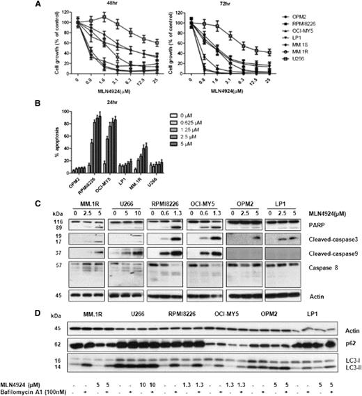 Figure 1. MLN4924 induces cytotoxicity in human MM cell lines. (A) HMCLs were treated with increasing concentrations of MLN4924 for 48 or 72 hours, respectively. MTT assays were performed to assess growth inhibition of MLN4924. Data represent mean ± SD derived from 3 independent experiments. (B) HMCLs were cultured with increasing doses of MLN4924 (0.625-5 µM) for 24 hours and assessed for apoptosis using flow cytometry for annexin V/PI. (C) HMCLs were treated with MLN4924 for 24 hours and cell lysates were assessed by western blotting for PARP, cleaved caspase 3, cleaved caspase 9, and cleaved caspase 8. (D) HMCLs were exposed to MLN4924 for 24 hours, before cell collection, cells were incubated with or without 100 nM bafilomycin A1 for 2 hours. HMCL, human myeloma cell line.