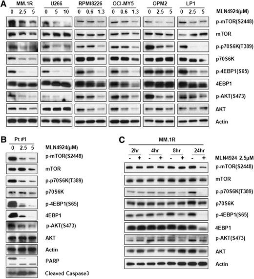 Figure 2. MLN4924 inhibits PI3K/mTOR signaling pathway. (A) MM.1R and U266 cells were treated as with Figure 1C and analysis of total and phosphoprotein expression was evaluated using western blot. (B) Primary human MM cells were treated with 2.5 or 5 µM MLN4924 for 24 hours; apoptosis and specific signal pathway were checked using western blot analysis. (C) The MM.1R cell was treated with 2.5 µM MLN4924 or control for the indicated time points. Total and phosphoprotein expression were again tested using western blot analysis.
