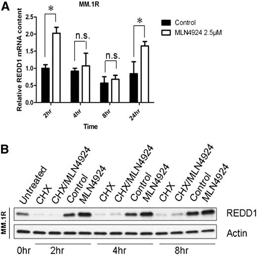 Figure 4. MLN4924 upregulates REDD1 at mRNA and protein levels. (A) MM.1R cells were treated with 2.5 µM MLN4924 for 2, 4, 8, and 24 hours, increasing REDD1 mRNA levels as assessed by quantitative RT-qPCR. Values represent the relative expression ratio of REDD1 to GAPDH. (B) MM.1R cells were pretreated with DMSO or 10 µg/mL CHX for 1 hour, followed by DMSO or 2.5 µM MLN4924 for 2, 4, 8 hours, demonstrating an increase in protein level if protein synthesis is blocked.