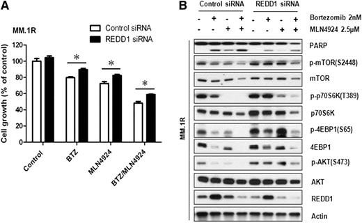 Figure 6. Silencing REDD1 blocks bortezomib + MLN4924-induced cytotoxicity. MM.1R was transfected with nontarget siRNA or REDD1 siRNA. Twenty-four hours after transfection, cells were treated with 2 nM bortezomib, 2.5 µM MLN4924 or the combination. Growth inhibition was assessed using MTT assay (A); western blotting was used to check specific signaling proteins (B).