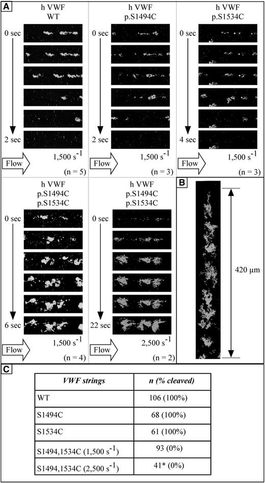 Figure 2. Human VWF p.S1494C-p.S1534C is resilient to proteolysis under flow. pCMV6-XL5-VWF-transfected HA-HRH1 HEK293T cells are grown inside poly-l-lysine-coated flow chambers and exposed to mepacrine-labeled whole blood at flow rates of 1500 and 2500 s−1. (A) Corresponding movies can be found in the supplemental Methods. VWF/WT, VWF/p.S1494C, or VWF/p.S1534C strings are systematically severed when exposed to whole blood at shear rates of 1500 s−1 or above. VWF strings containing the p.S1494C-p.S1534C double mutation are, however, utterly resistant to proteolysis, even at higher shear rates (2500 s−1). As a result, VWF/p.S1494C-p.S1534C strings are able to support the formation of massive thrombi by capturing circulating blood platelets (n refers to the number of individual experiments performed for each construct). (B) VWF/p.S1494C-p.S1534C strings vary in length (from ∼100 µm to >1 mm). Reconstruction of a 420-µm string captured over multiple photographic fields is presented as an example. (C) The table summarizes the total number of VWF strings analyzed (n) for each construct. VWF/WT, VWF/p.S1494C, and VWF/p.S1534C strings were found to be systematically cleaved on exposure to plasma proteases. None of the 93 VWF/p.S1494C-p.S1534C strings analyzed at 1500 s−1 were cleaved after up to 5-minute exposure to whole blood. Similarly, no cleavage of VWF/p.S1494C-p.S1534C strings was observed at 2500 s−1; however, of the 44 strings observed, 3 could not be included in the analysis because of the detachment of the cells they were tethered to (*). Original magnification, ×63 (aperture 1.4). All videos were captured on a LSM 510 Meta confocal microscope at 37°C and processed with the LSM 510 software.