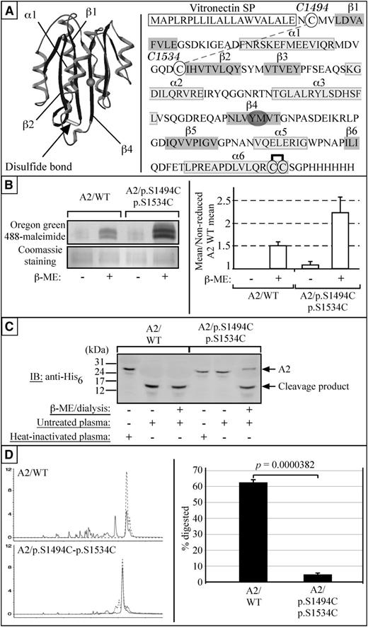 Figure 3. S1494C and S1534C form a disulfide bond that renders the A2 domain of VWF resistant to proteolysis by plasma proteases and trypsin. (A) Cysteine 1494 and 1534 are projected to form a disulfide bond linking the amino-terminal ends of the β1 and β2 strands, thereby making the unfolding of the β1-α1-β2 subdomain more difficult. The recombinant A2 domain used in our studies is flanked by the human vitronectin signal peptide (VnSP) and a carboxy-terminal His6 tag. Cysteine 1494 and 1534 are circled, as well as cysteine 1669 and 1670 (engaged in a vicinal disulfide bridge). (B) In the absence of reducing agent, neither A2/WT nor A2/p.S1494C-S1534C displays any Oregon green 488-maleimide labeling. However, on β-mercaptoethanol (β-ME) treatment and resulting sulfhydryl moieties exposure, both A2/WT and A2/p.S1494C-S1534C show Oregon-green 488-maleimide incorporation (n = 3). To quantify the difference in Oregon green 488-maleimide incorporation from one sample to the other, the mean immunofluorescence intensity of each bands was quantified with NIH ImageJ 1.41 software. The measured means for all 3 gels were then averaged and expressed as a fraction of the nonreduced A2/WT mean. Error bars indicate SE. The difference in signal (∼2) accounts for the number of disulfide bonds having been reduced in the 2 proteins (1 such bond in A2/WT and 2 for A2/p.S1494C-S1534C). The black and white image of the fluorescent gel was obtained through Photoshop grayscale mode adjustment and tone inversion of the original scan. The gel was subsequently stained with Coomassie blue as a loading control. (C) A2/WT and A2/p.S1494C-p.S1534C were incubated with platelet-poor plasma overnight at 37°C with or without prior β-ME and analyzed by SDS-polyacrylamide gel electrophoresis on a 17% acrylamide gel. Although A2/WT is cleaved under both conditions, A2/p.S1494C-p.S1534C is only cleaved after β-ME treatment (n = 3). (D) Similarly, A2/p.S1494C-p.S1534C shows stronger resistance to trypsin digestion than A2/WT. Statistical analysis shows that 62.06 ± 1.67% (mean ± SE) of A2/WT is proteolyzed by trypsin, whereas only 4.66 ± 0.84% (mean ±SE) of A2/p.S1494C-p.S1534C is degraded under the same condition. The probability associated with a Student t test is 3.82 × 10−5 (n = 7).