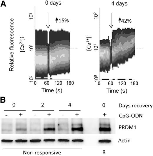 Figure 5. Reversal of anergy following culture in vitro is associated with recovery of PRDM1 induction in nonresponsive CLL samples. Nonresponsive CLL samples (n = 8) were left to “recover” in vitro for up to 4 days, and then, (A) iCa2+ mobilization following anti-IgM treatment was measured. The time of anti-IgM stimulation (down arrow) and the set threshold above which the percentage of responsive cells was calculated (dotted line) are shown. (B) Induction of PRDM1 after treatment with CpG-ODN for 16 hours was measured by western blot. Levels of PRDM1 in a responsive CLL clone treated with CpG-ODN for 16 hours are shown for comparison.