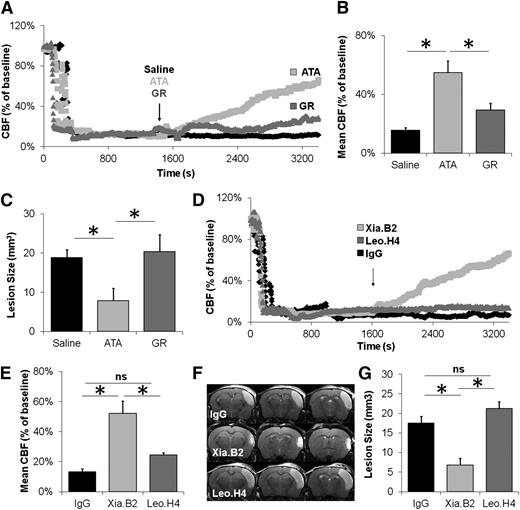 Figure 4. Inhibition of GpIbα-VWF interactions improves stroke outcome after occlusive thrombosis. (A) Representative laser Doppler profiles of mice treated with saline, ATA, or GR 20 minutes after occlusive thrombus formation. (B) Mean CBF (as assessed by laser Doppler flowmetry 60 min after MCAo) in brains of mice treated with saline, ATA, or GR 20 minutes after MCAo (n = 10-15 mice/group). (C) Corresponding mean ischemic lesion sizes at 24 h post-MCAo (n = 10-15 mice/group). (D) Representative laser Doppler profiles of brains of mice treated with Fab from control IgG, Xia.B2 (2.5 mg/kg, anti-GpIbα), or Leo.H4 (2.5 mg/kg, anti-GpIIb/IIIa) after thrombus formation. (E) Corresponding mean CBF (as assessed by laser Doppler flowmetry 60 minutes after MCAo; n = 6 mice/group). (F) Representative T2-weighted images of Fab from control IgG-, Xia.B2-, and Leo.H4-treated mice 24 hours after FeCl3 application (quantification of lesion sizes is presented in G, n = 6 mice/group). ns, not significant.