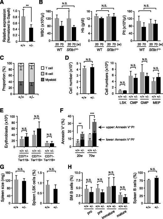 Figure 1. Minimal defects of hematopoiesis in Sf3b1 heterozygous mice. (A) Quantitative RT-PCR analysis of the expression of Sf3b1 in LSK cells from WT and Sf3b1+/− mice. Gapdh was used to normalize the amount of input RNA. Data are shown as the mean ± standard deviation (SD) for triplicate analyses. (B) PB cell counts in 20- and 70-week-old WT and Sf3b1+/− mice. White blood cell (WBC), hemoglobin (Hb), and platelet (Plt) counts are presented as mean ± SD (WT n = 4; Sf3b1+/− n = 5). (C) The proportion of each cell lineage in PB from 70-week-old WT and Sf3b1+/− mice shown as mean ± SD (WT n = 4; Sf3b1+/− n = 5). (D) Absolute numbers of total MNCs, LSK cells, and myeloid progenitors in a unilateral femur and tibia from 70-week-old WT and Sf3b1+/− mice. Data are shown as the mean ± SD (WT n = 4; Sf3b1+/− n = 5). (E) Absolute numbers of CD71+Ter119−, CD71+Ter119+, and CD71−Ter119+ erythroblasts in a unilateral femur and tibia from WT and 70-week-old Sf3b1+/− mice. Data are shown as the mean ± SD (WT n = 4; Sf3b1+/− n = 5). (F) Percentage of AnnexinV+PI− and AnnexinV+PI+ apoptotic cells in BM LSK cells from 70-week-old WT and Sf3b1+/− mice. Data are shown as the mean ± SD (WT n = 4; Sf3b1+/− n = 5). (G) Size of the spleen and the proportion of LSK cells in the spleen from 32-week-old WT and Sf3b1+/− mice. Data are shown as the mean ± SD (WT n = 5; Sf3b1+/− n = 5). (H) B-cell differentiation in the BM and proportion of B cells in the spleen from 32-week-old WT and Sf3b1+/− mice. The proportion of Pro-B (B220+CD43+IgM−), Pre-B (B220+CD43−IgM−), and immature B (B220+CD43−IgM+) and mature B (B220hiCD43−IgM+) cells in BM is shown as the mean ± SD (WT n = 5; Sf3b1+/− n = 5). *P < .05; **P < .01. N.S., not significant.