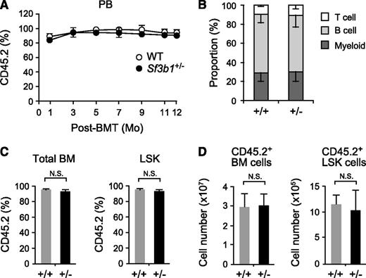 Figure 2. Sf3b1+/− BM cells normally reconstitute hematopoiesis in vivo. (A) Contribution of donor cells to PB hematopoiesis. WT and Sf3b1+/− BM cells (5 × 106 cells, CD45.2+) were transplanted into lethally irradiated recipient (CD45.1+) mice. Chimerism of donor-derived CD45.2+ cells in the PB is shown as mean ± SD (n = 7). BMT, BM transplant. (B) Lineage contribution of WT and Sf3b1+/− donor cells in PB. The proportion of each cell lineage in donor-derived CD45.2+ cells in the PB at 12 months posttransplantation. (C-D) Contribution of donor cells to BM hematopoiesis. Chimerism of donor-derived CD45.2+ cells in total BM cells and LSK cells is shown as mean ± SD (n = 7) in C. Absolute numbers of donor-derived CD45.2+ BM cells and LSK cells are shown as mean ± SD (n = 7) in D. N.S., not significant.