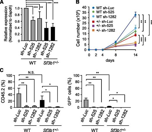 Figure 4. Knockdown of Sf3b1 compromises proliferative capacity of HSCs. (A) Knockdown efficiencies of shRNAs against Sf3b1. WT and Sf3b1+/− LSK cells were transduced with the indicated shRNAs and cultured in the presence of SCF and TPO. At day 3 postinfection, GFP+Lin−c-Kit+ cells were purified by cell sorting, and the levels of Sf3b1 were analyzed by quantitative RT-PCR analysis. mRNA levels were normalized to Gapdh expression. Expression levels relative to that in the control cells transduced with an shRNA against Luciferase are shown as the mean ± SD for triplicate analyses. (B) Growth of WT and Sf3b1+/− CD34−LSK HSCs upon knockdown of Sf3b1 in culture. One hundred WT and Sf3b1+/− HSCs were transduced with the indicated shRNAs and cultured in the presence of SCF and TPO. Data are shown as mean ± SD (n = 5). The transduction efficiency was ∼80% as detected by GFP expression on flow cytometry. (C) Reconstitution capacity of WT and Sf3b1+/− CD34−LSK HSCs upon knockdown of Sf3b1 in vivo. WT and Sf3b1+/− HSCs were transduced with the indicated shRNAs as in (B), and 100 transduced HSCs were transplanted into lethally irradiated recipient (CD45.1+) mice together with 2 × 105 CD45.1+ competitor BM cells. Data are shown as mean ± SD (n = 5). Chimerism of donor-derived CD45.2+ cells (left panel) and CD45.2+GFP+ transduced cells (right panel) in the PB at 4 months posttransplantation are shown as mean ± SD (n = 5). *P < .02; **P < .01; ***P < .001.