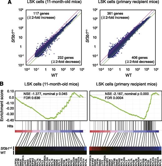 Figure 5. Sf3b1 haploinsufficiency does not activate the NMD pathway. (A) A scatter diagram of microarray analysis. WT and Sf3b1+/− LSK cells were isolated from 11-month-old WT and Sf3b1+/− mice and recipient mice reconstituted with WT and Sf3b1+/− BM cells at 9 months posttransplantation and then analyzed by microarray-based expression analysis. The average signal levels of Sf3b1+/− cells compared with those of WT cells are plotted. The red and green lines represent the borderline for 2-fold increase and 2-fold decrease, respectively, and the numbers of genes altered by >2-fold are indicated. (B) The gene set enrichment analysis demonstrating a significant negative enrichment of the NMD pathway genes in Sf3b1+/− LSK cells relative to WT LSK cells. Normalized enrichment scores (NSE), nominal P values, and false discovery rates (FDRs) are indicated. Red and blue represent positive (up-regulated in the given genotype relative to WT) and negative (up-regulated in WT relative to the given genotype) enrichment, respectively. Heat maps showing the gene expression profiles of 30 randomly selected genes are indicated below the plot.